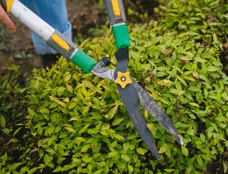 trimming-hedges